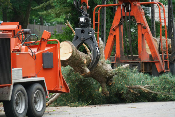 How Our Tree Care Process Works  in  Maysville, NC